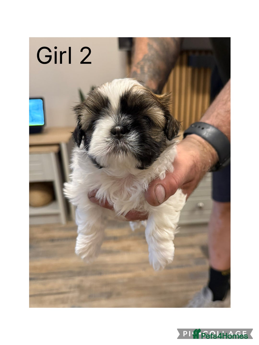 Shih Tzu dogs for sale: Imperial Shih Tzu - Image 3