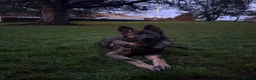 German Shepherd dogs for sale: 1 year old German Shepherd male - Advert 2