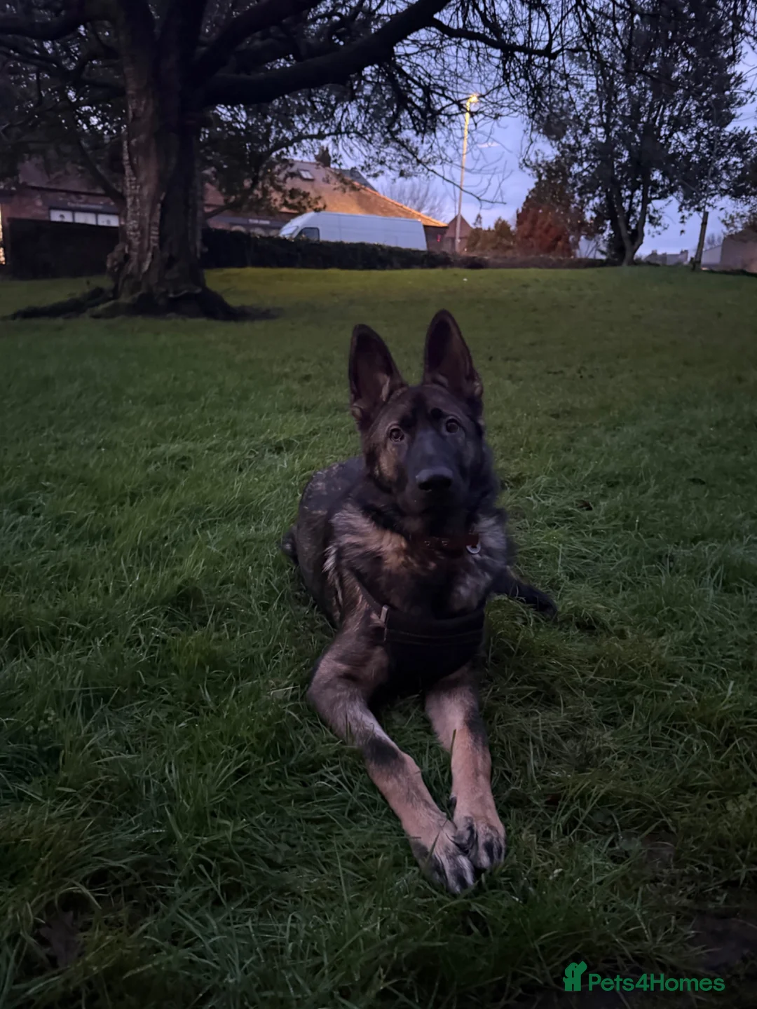 German Shepherd dogs for sale: 1 year old German Shepherd male - Advert 2