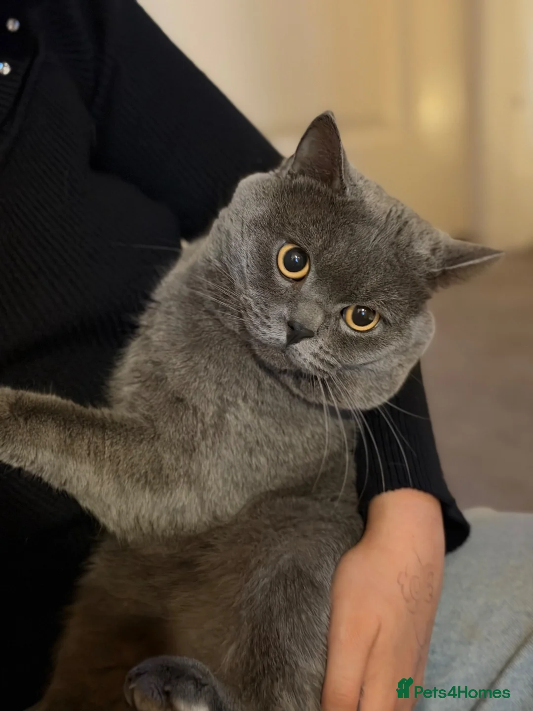 British Shorthair cats for sale: British Short Hair Male  - Advert 2