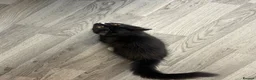 Mixed Breed cats for sale: half ragdoll kittens  - Advert 5
