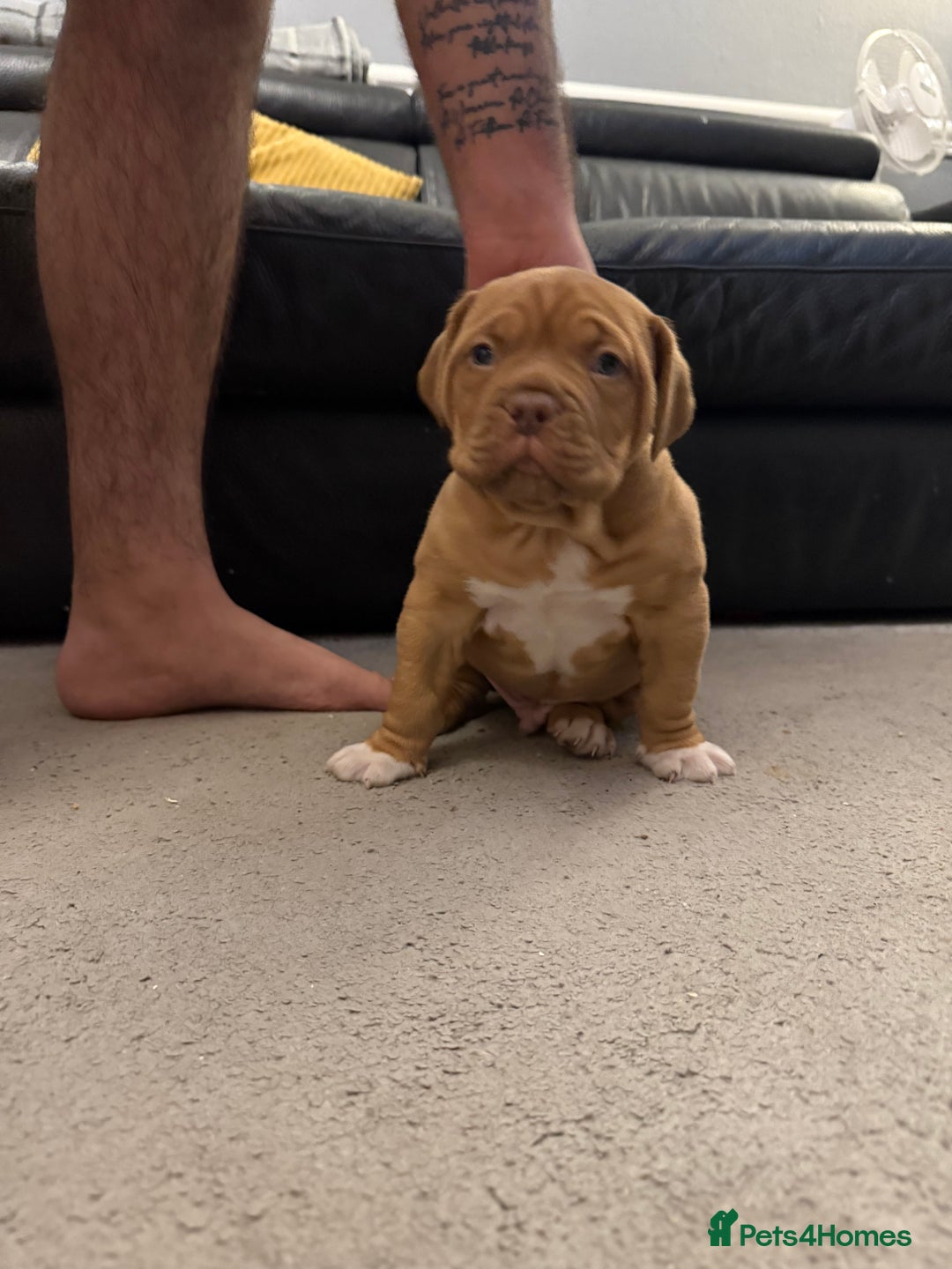 Dogue De Bordeaux dogs for sale: Ready to leave!!! Last boy - Advert 7