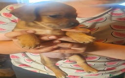 Mixed Breed dogs for sale: Dashound x shih tuz  - Image 7