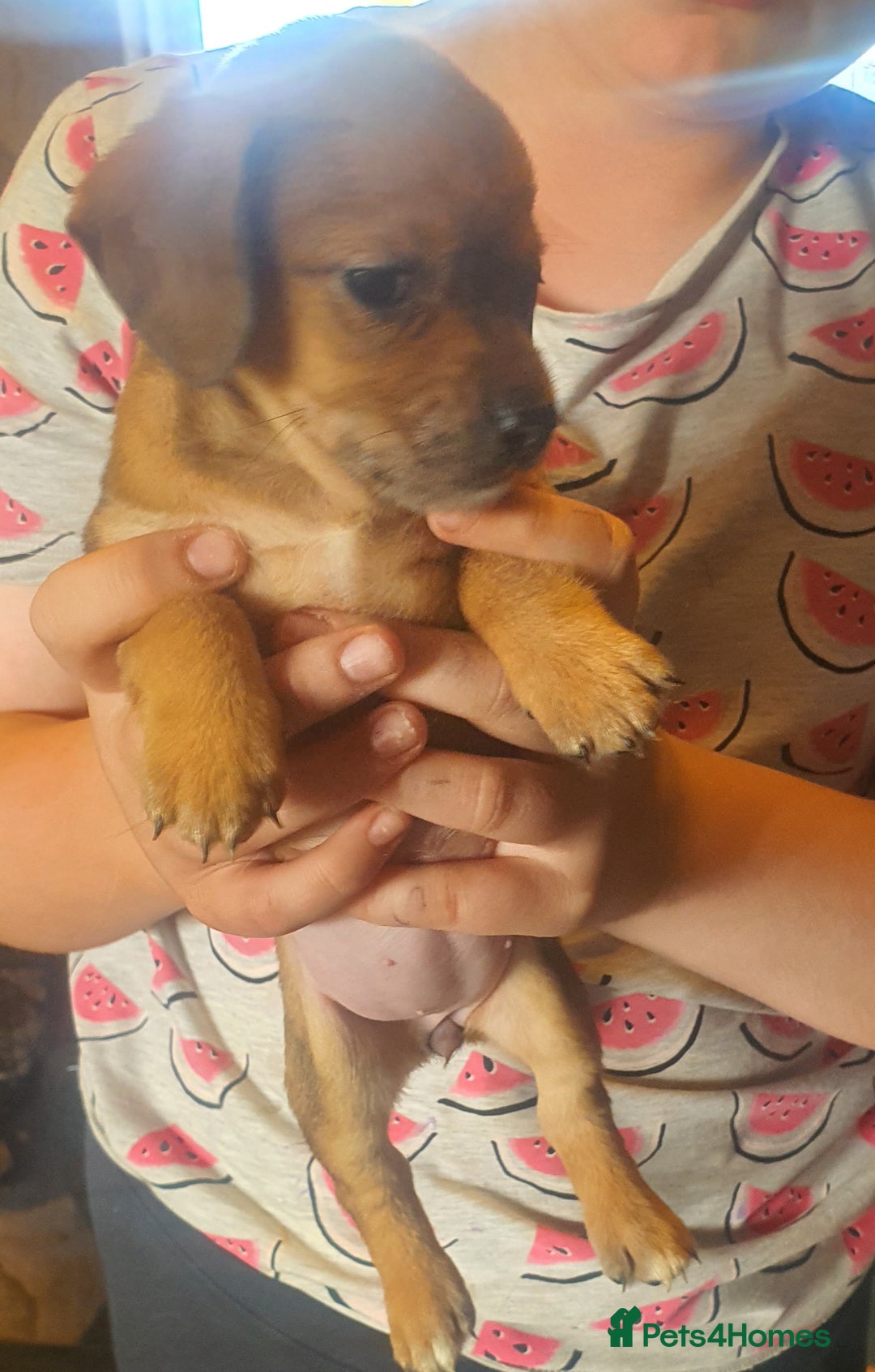 Mixed Breed dogs for sale: Dashound x shih tuz  - Image 7