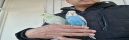 Budgerigars birds for sale: Super silly hand tamed baby budgies  - Advert 1