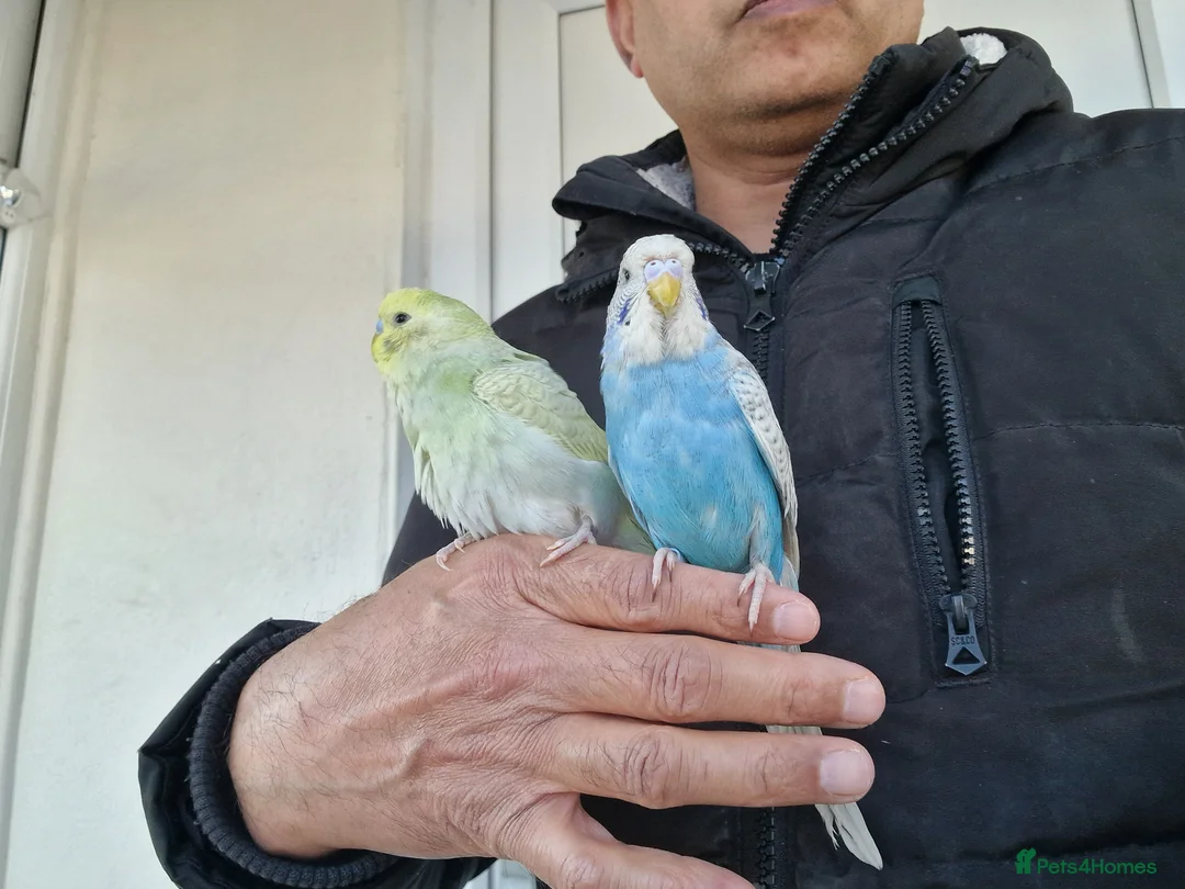 Budgerigars birds for sale: Super silly hand tamed baby budgies  - Advert 1