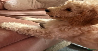 Cockapoo dogs - Advert 1