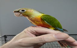 Conures birds for sale: Hand-reared baby conures - Image 2