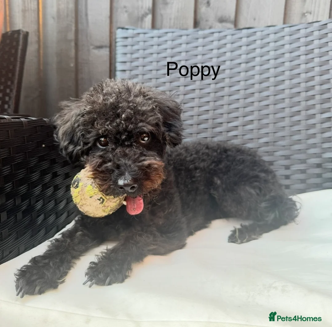 Yorkiepoo dogs for sale: Toy poodle mixes - Advert 12