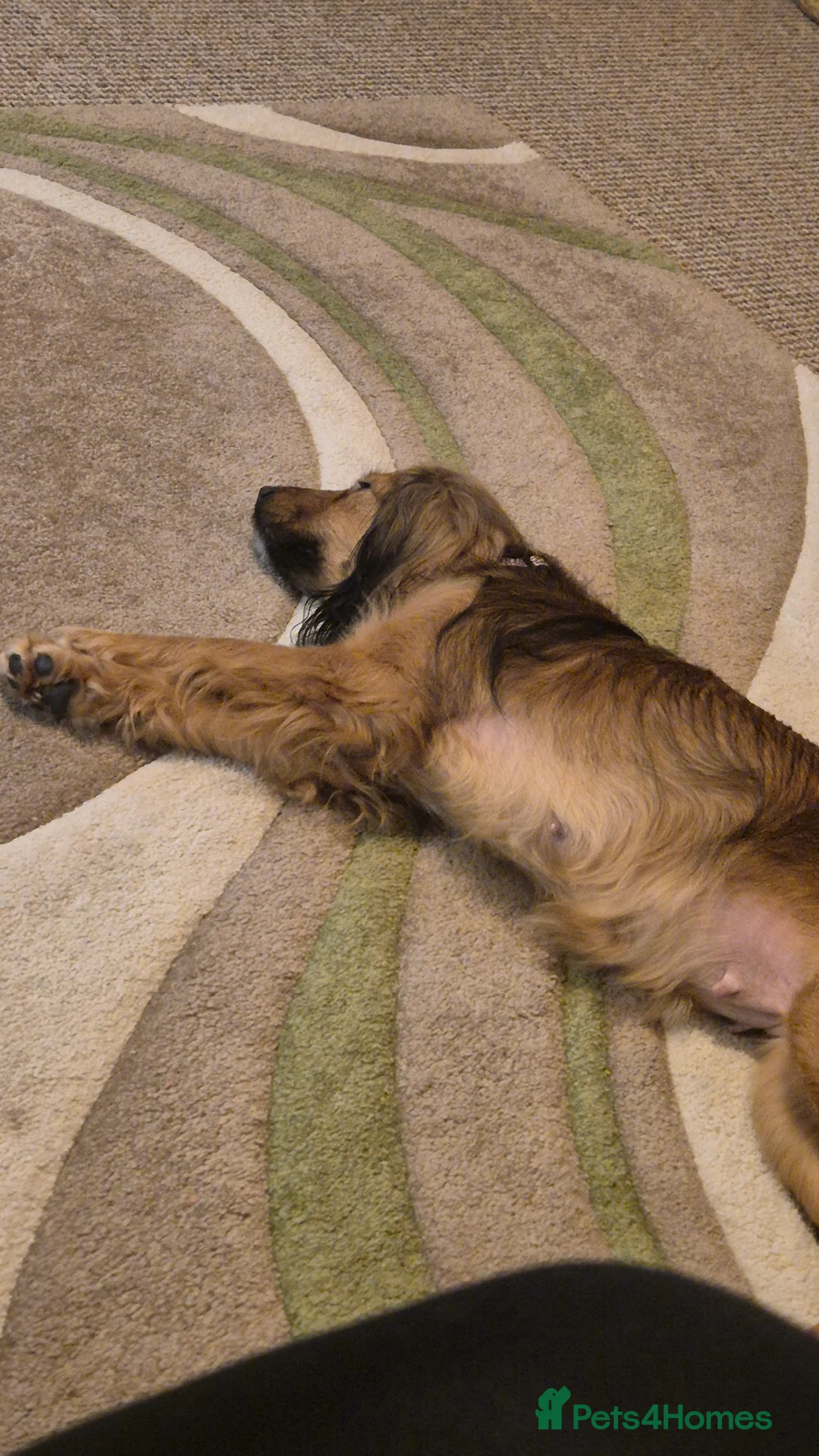 Mixed Breed dogs for sale: Ruby  - Advert 2