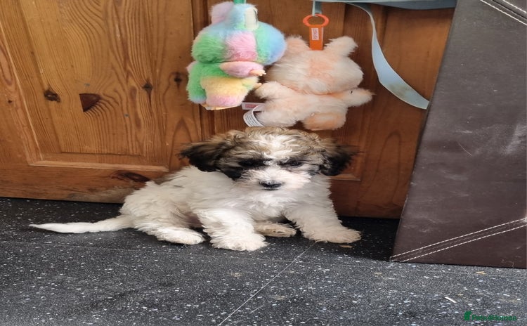 Maltipoo dogs - Advert 5