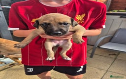Mixed Breed dogs for sale: Lurcher x Staff - Image 3