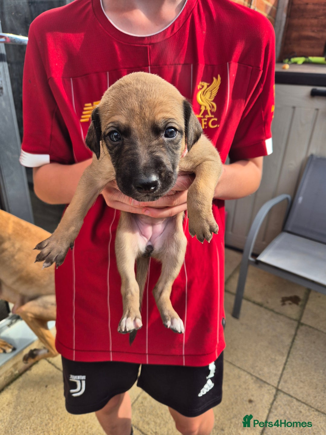 Mixed Breed dogs for sale: Lurcher x Staff - Image 3