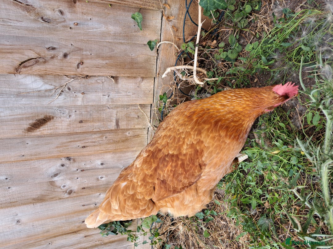 Chickens poultry for sale: Healthy, Happy ISA Brown Hen - Image 5