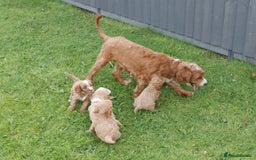 Cavapoo dogs for sale: Stunning F1b Health Tested Miniature Cavapoos - Image 12