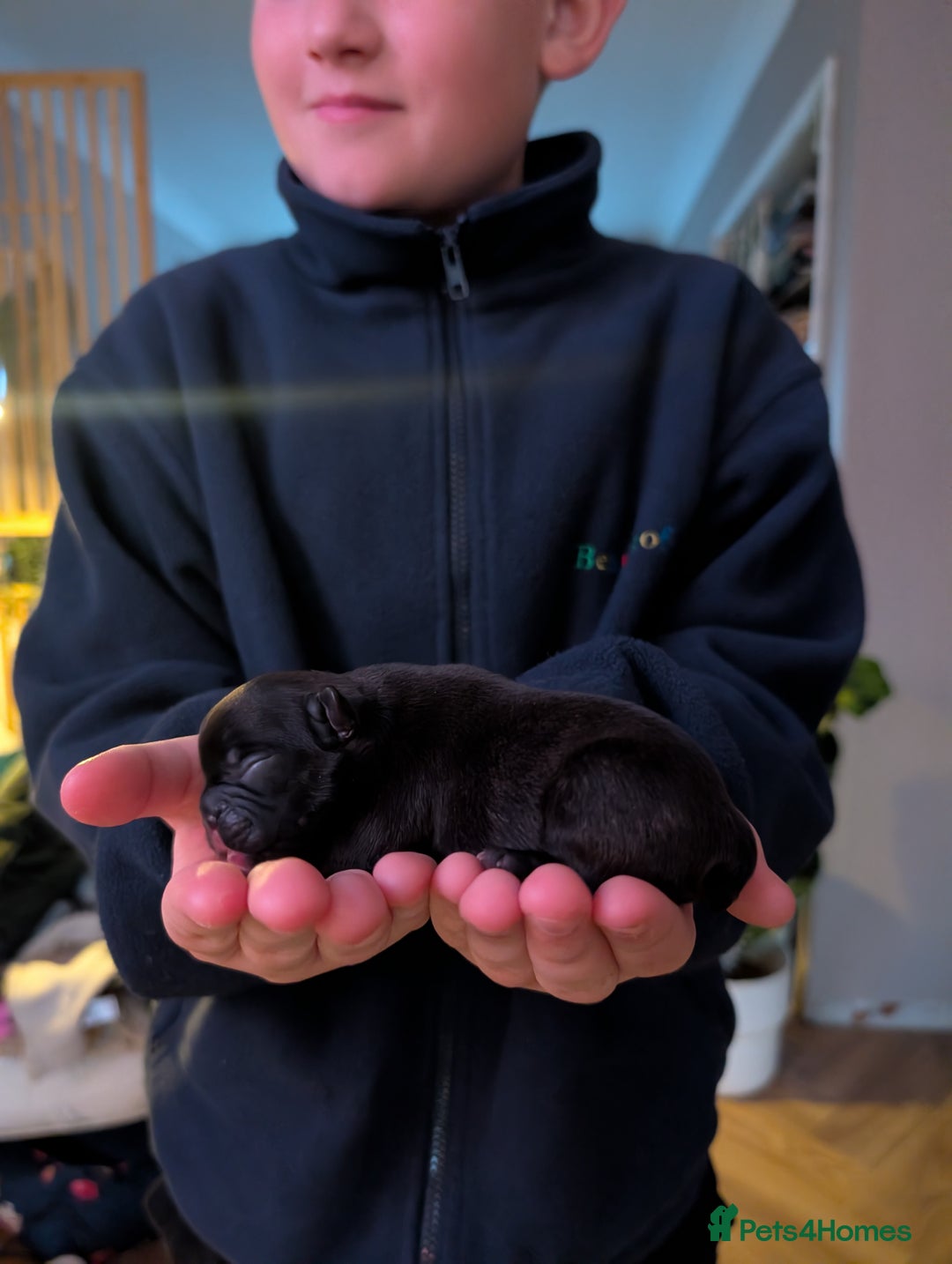 Mixed Breed dogs for sale: 75% Frenchie puppies - Advert 12