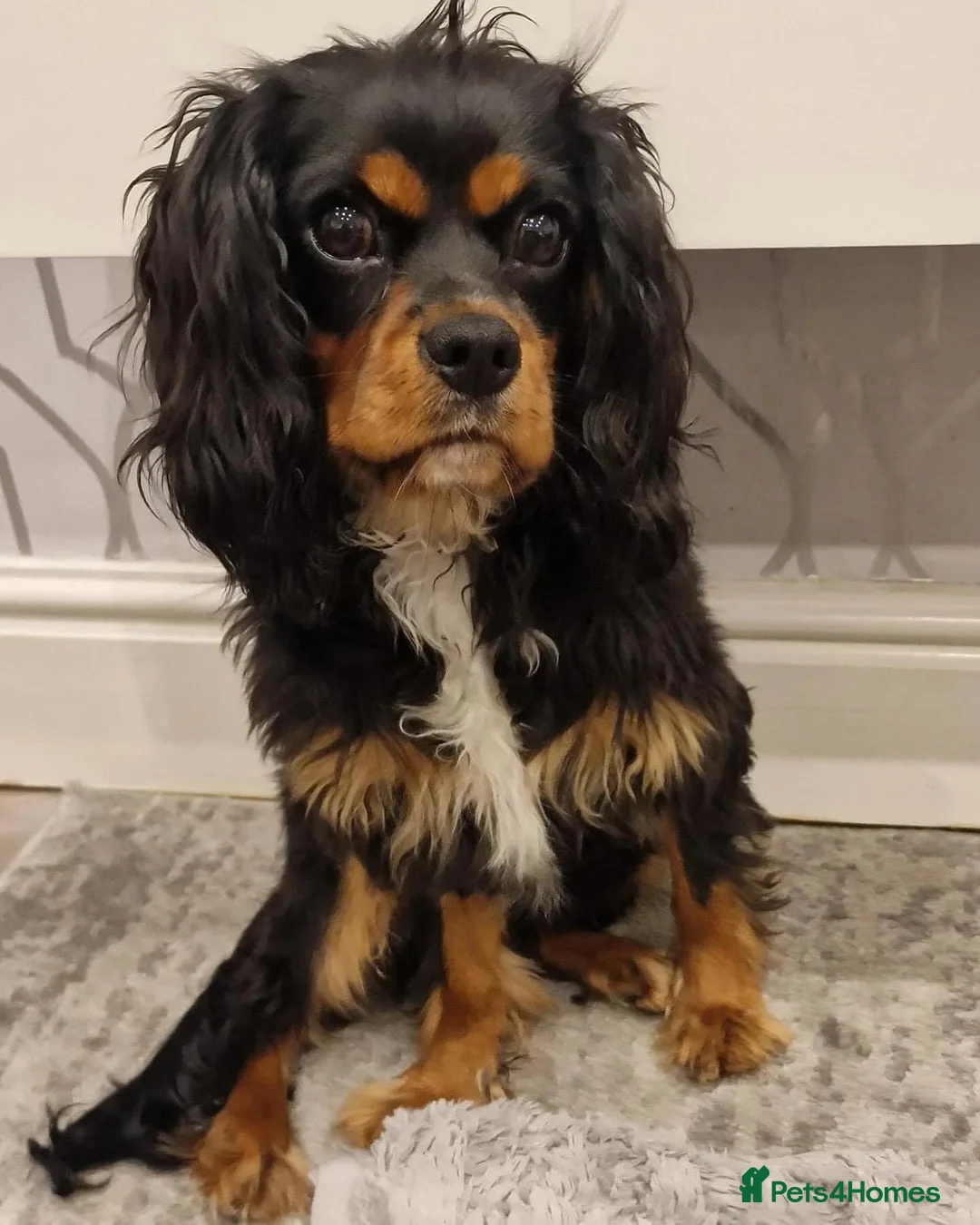 Cavalier King Charles Spaniel dogs for stud: *PROVEN* HEALTH TESTED Black & Tan Cavalier STUD in Oldham - Advert 6