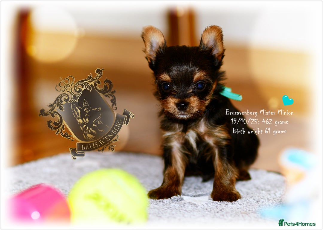 Yorkshire Terrier dogs for sale: KC REGISTERED DNA TESTED PARENTS MINIATURE YORKIES - Image 2