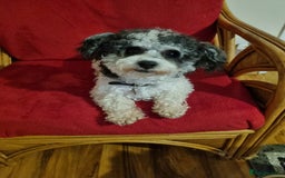 Bichon Frise dogs for sale: 2 Bichon puppies for sale  - Image 19