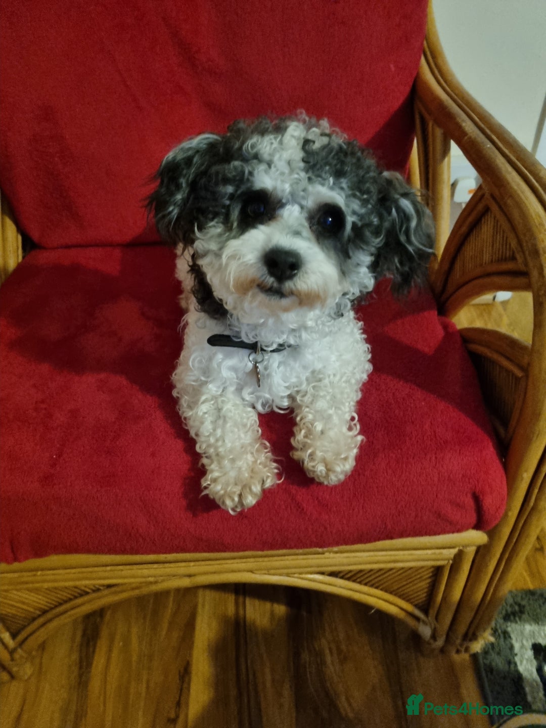 Bichon Frise dogs for sale: 2 Bichon puppies for sale  - Image 19