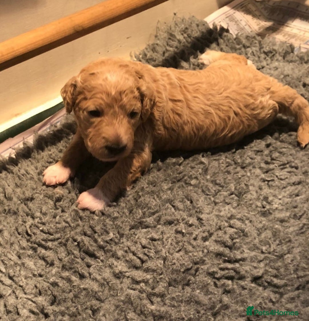 Goldendoodle dogs for stud: Australian double doodle Goldendoodle STUD in Falmouth - Image 7