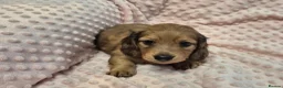 Dachshund dogs for sale:  Stunning Miniature longhaired dachshund puppies  - Advert 9