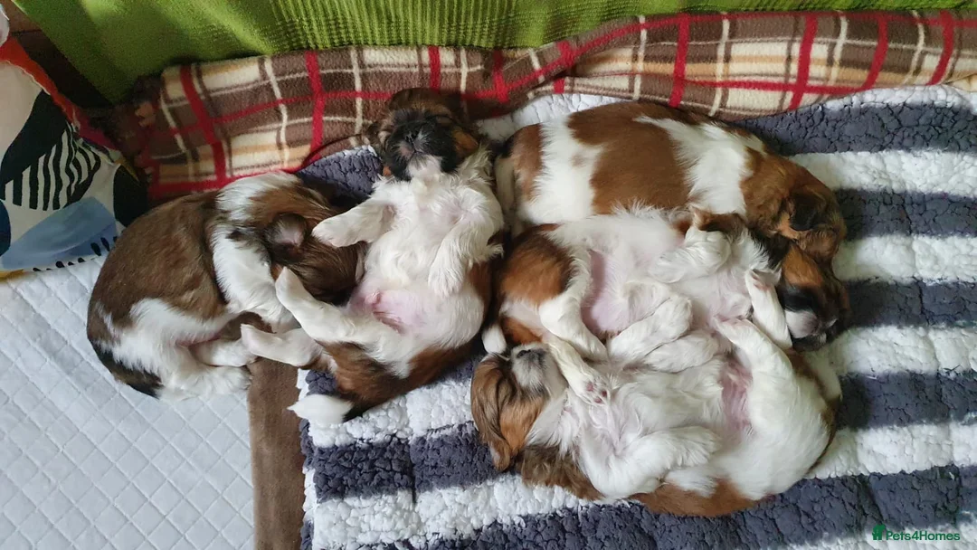 Shih Tzu dogs for stud: Shih tzu for stud in Newcastle upon Tyne - Advert 5