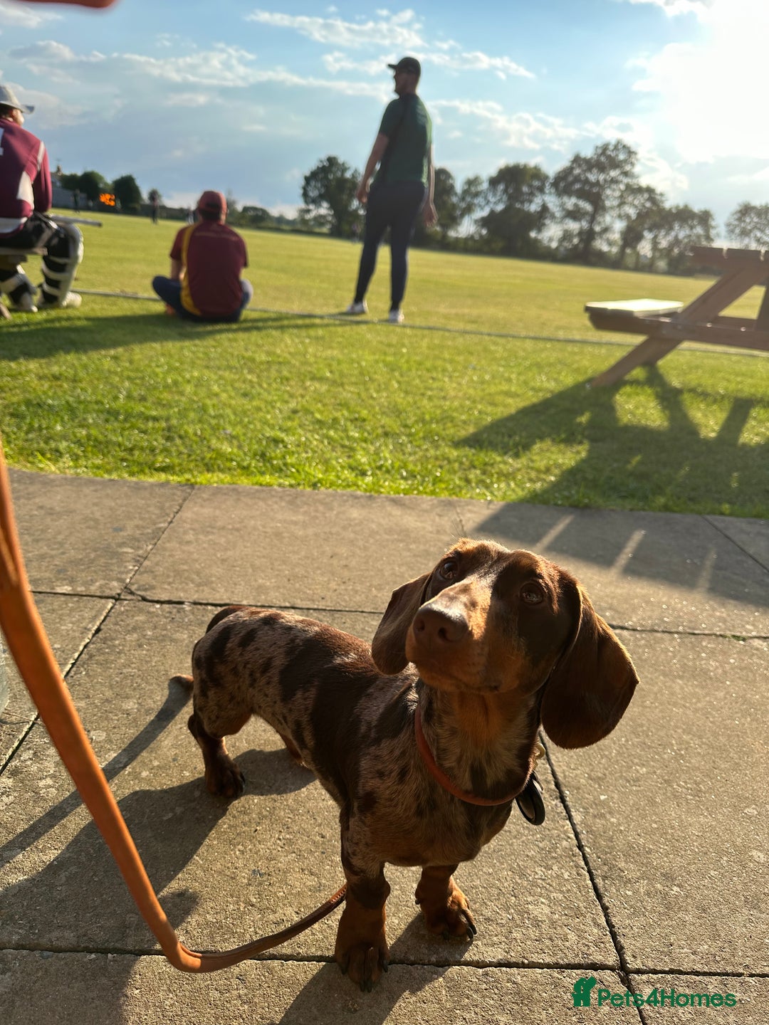 Miniature Dachshund dogs for sale: Otto  - Advert 8