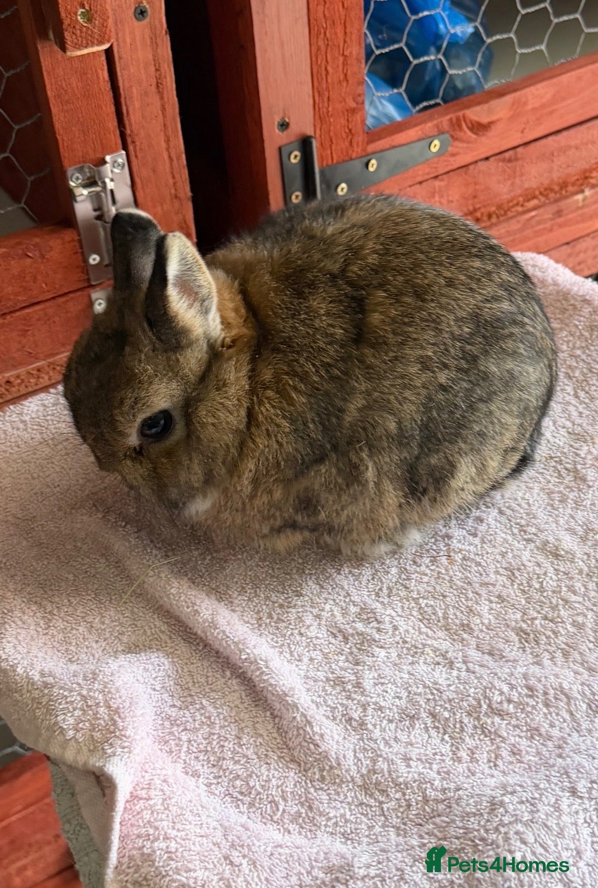 Netherland Dwarf rabbits Netherland dwarf doe  - Advert 3