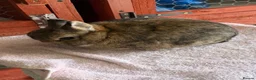 Netherland Dwarf rabbits for sale: Netherland dwarf doe  - Advert 1