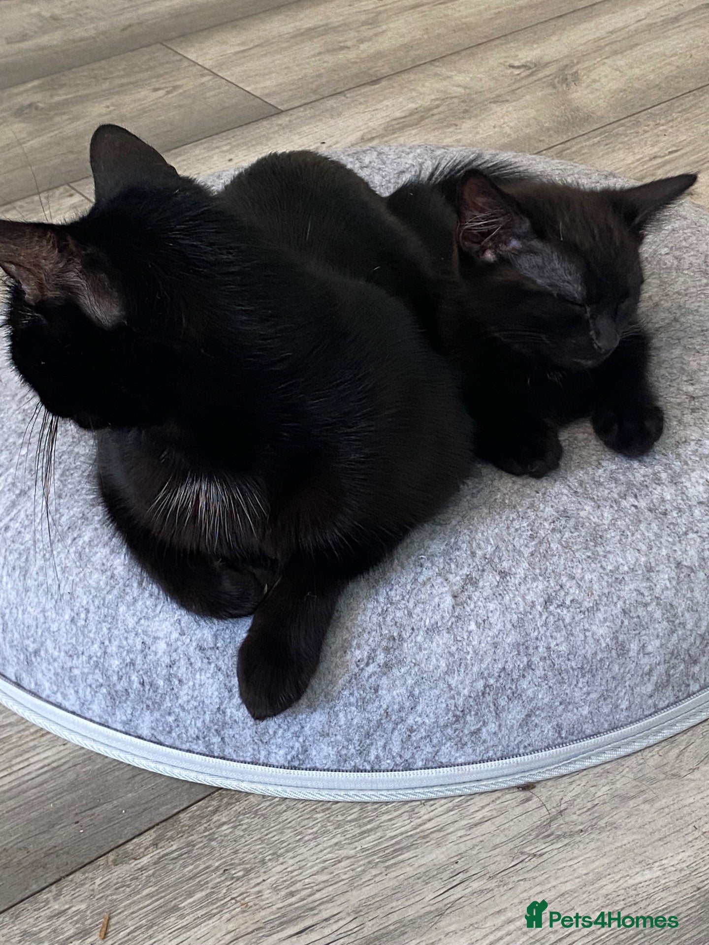 Mixed Breed cats beautiful kittens looking for for forever home - Advert 8