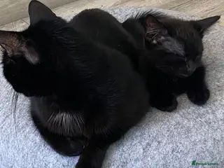 Mixed Breed cats beautiful kittens looking for for forever home - Advert 6