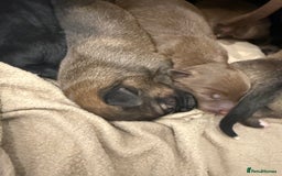 Borador dogs for sale: Border collie x lab puppies for sale  - Image 10