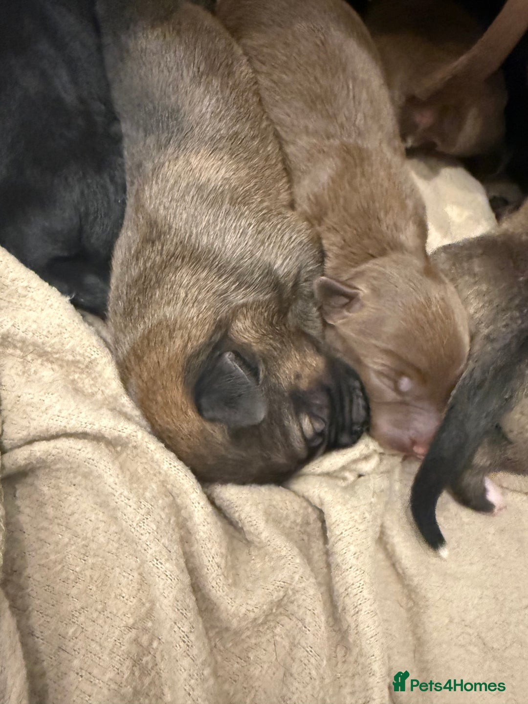 Borador dogs for sale: Border collie x lab puppies for sale  - Image 10