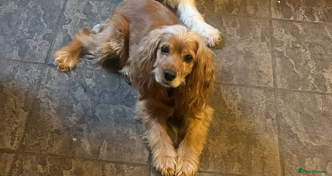 Cocker Spaniel dogs for sale: Cocker spaniel female  - Advert 1