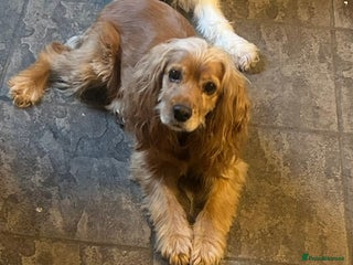 Cocker Spaniel dogs Cocker spaniel female - Advert 1