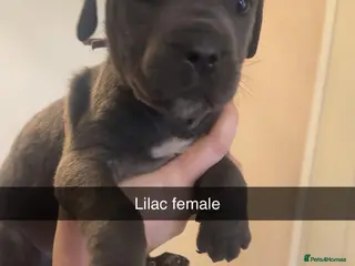 Cane Corso dogs 18 beautiful cane Corso puppy’s - Advert 3