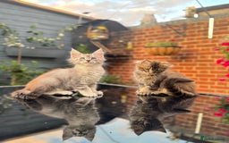 Maine Coon cats for sale: Perfect Maine Coons - Image 19