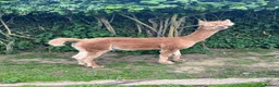 Alpaca livestock for sale: Huacaya Male Alpaca - Advert 1