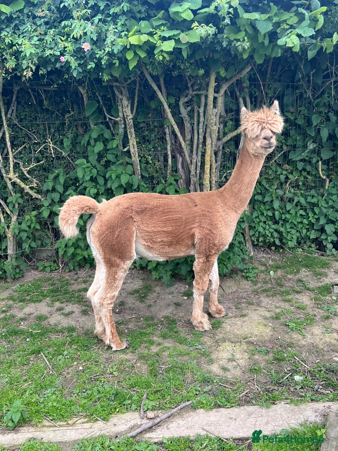 Alpaca livestock for sale: Huacaya Male Alpaca - Advert 1