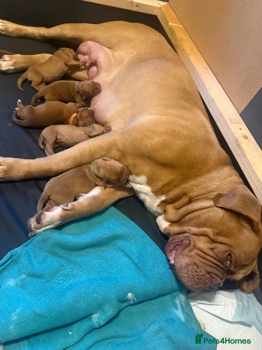 Dogue De Bordeaux dogs for sale: Dogue de Bordeaux  - Advert 9