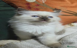 Ragdoll cats for sale: 💕Gccf registered ragdoll chocolate point girl 💕 - Image 3