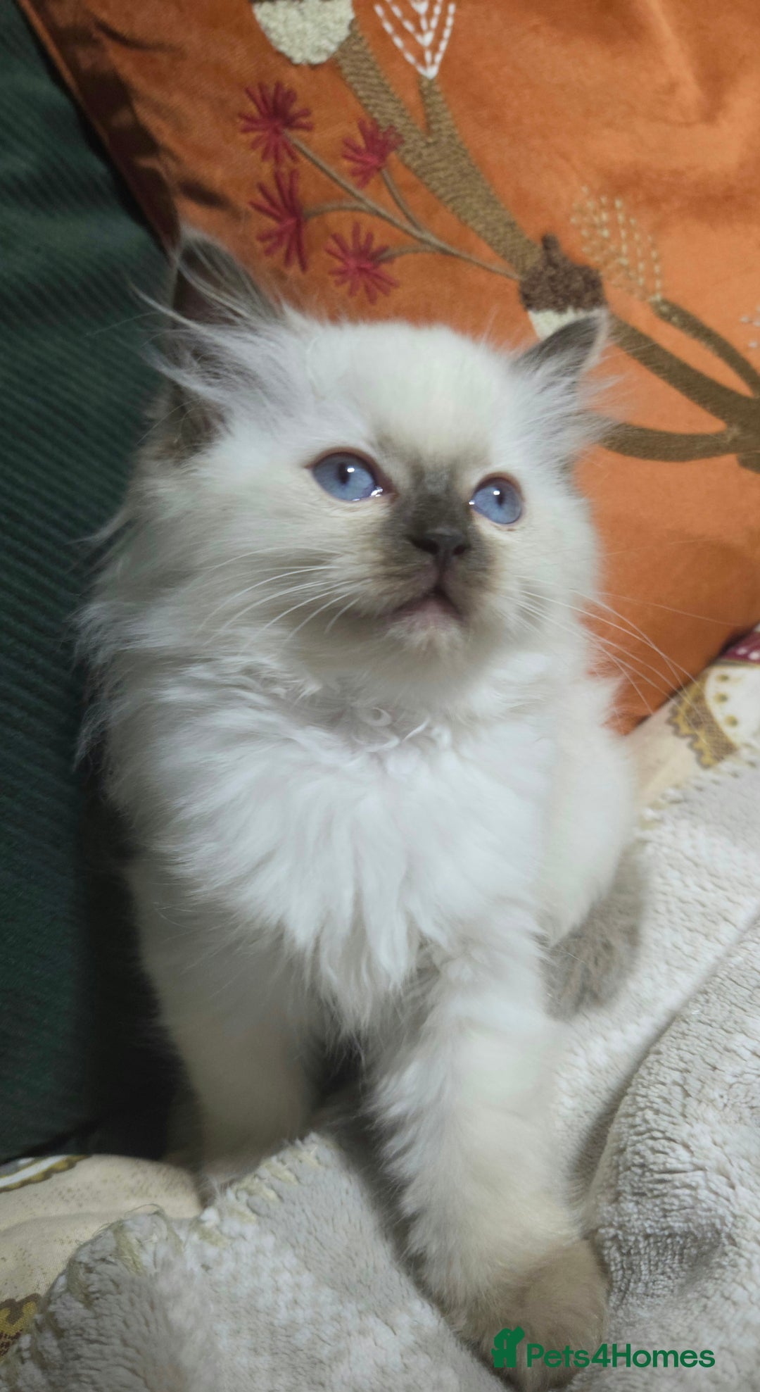 Ragdoll cats for sale: 💕Gccf registered ragdoll chocolate point girl 💕 - Image 3