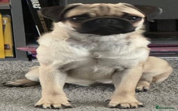 Pug dogs for sale: FAWN PUG PUPPY GIRL - Image 8