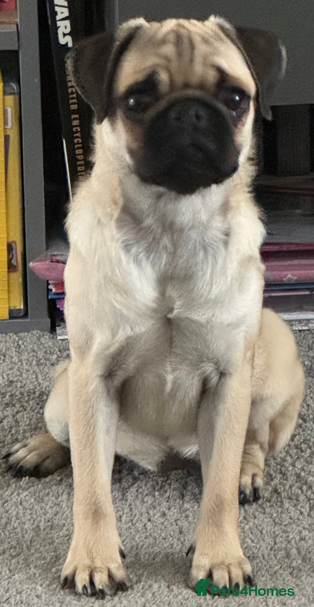 Pug dogs for sale: FAWN PUG PUPPY GIRL - Image 8