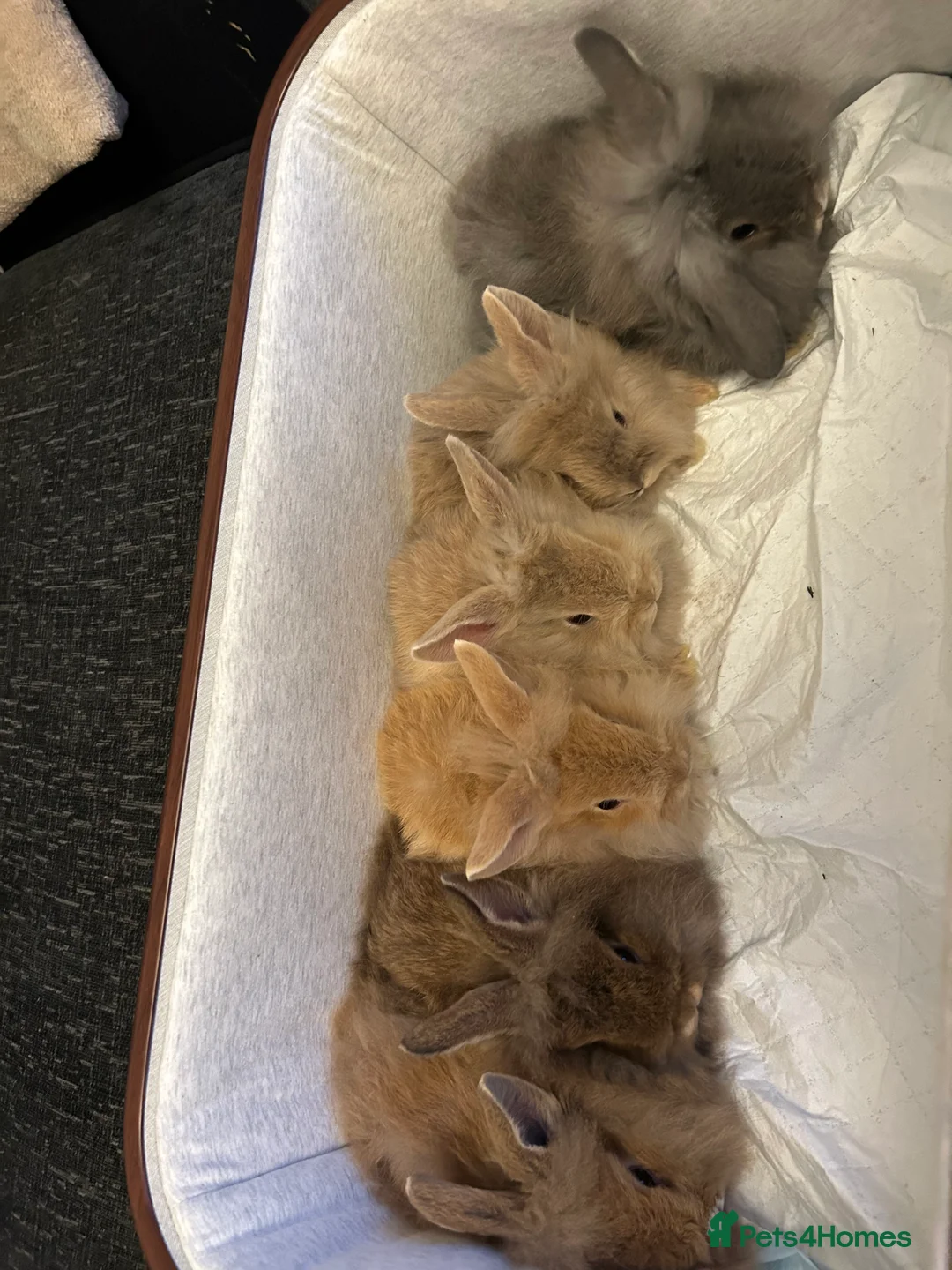 Mini Lion Lop rabbits for sale: Mini lion lop bunnies  - Advert 1