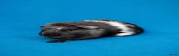 Guinea Pig rodents for sale: Beautiful Guinea Pig boars available  - Advert 5