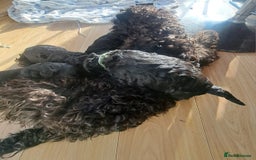 Kerry Blue Terrier dogs for sale: SUPERB LITTER OF KERRY BLUE TERRIERS - Advert 6