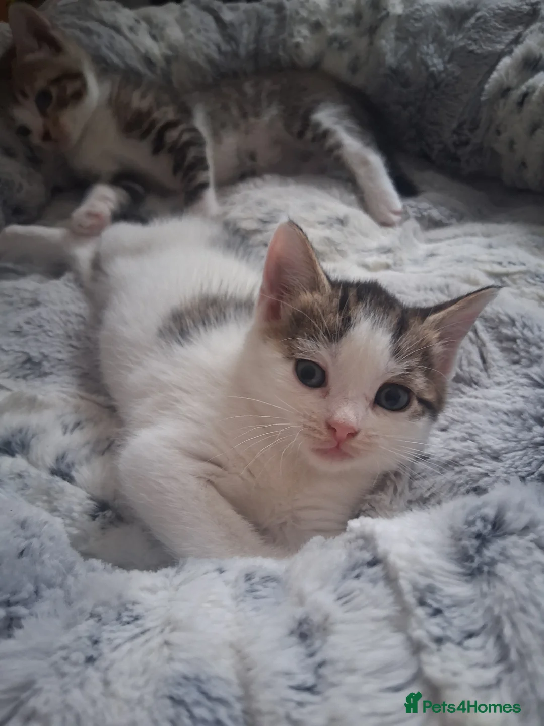 Mixed Breed cats for sale: 3 Stunning kittens in Wokingham - Advert 7