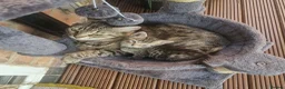 Mixed Breed cats for sale: Tabby Kitten Looking for forever home - Advert 4